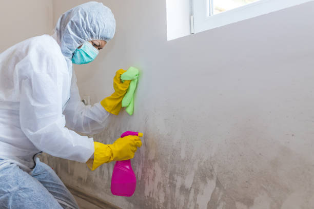 Best Basement Mold Removal  in Cashton, WI