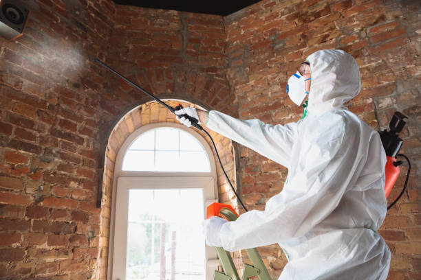 Best Emergency Mold Remediation  in Cashton, WI